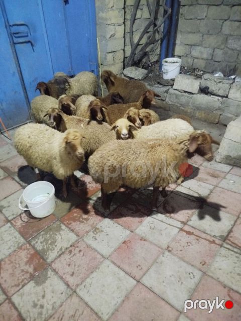 Qoyun sürüsü – ət və damazlıq üçün - Növ: yerli quyruqlu/yağlı quyruq