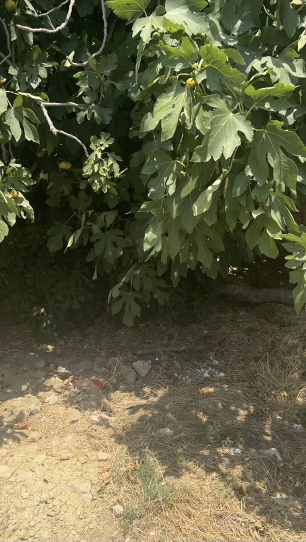 3 sot, Tikinti, Kupça (Çıxarış), Texniki pasport — Torpaq, Saray (3)