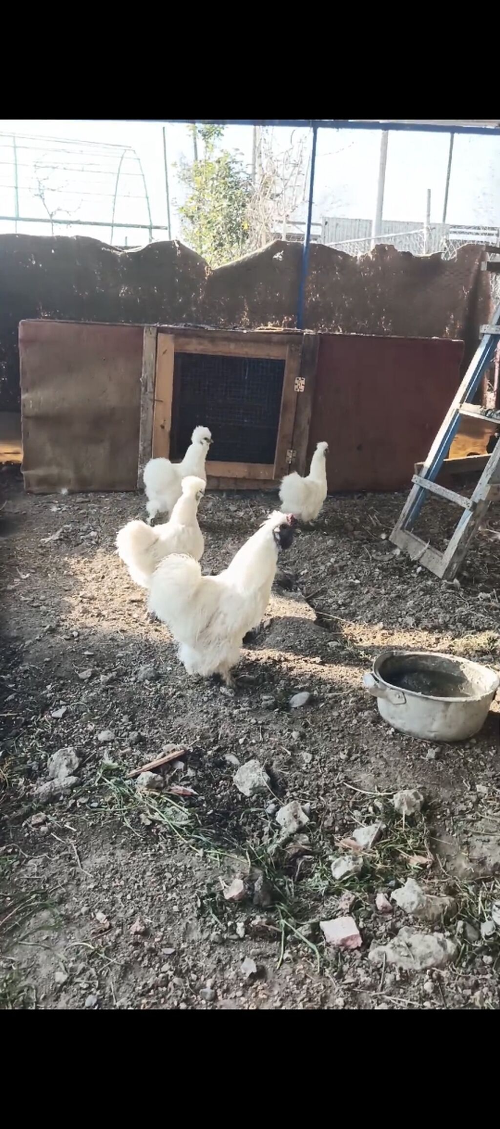 Ponpon yumurtası satılır Super çıxış verir 2.50 real alıcıya endirim — Heyvanlar, Yevlax (3)