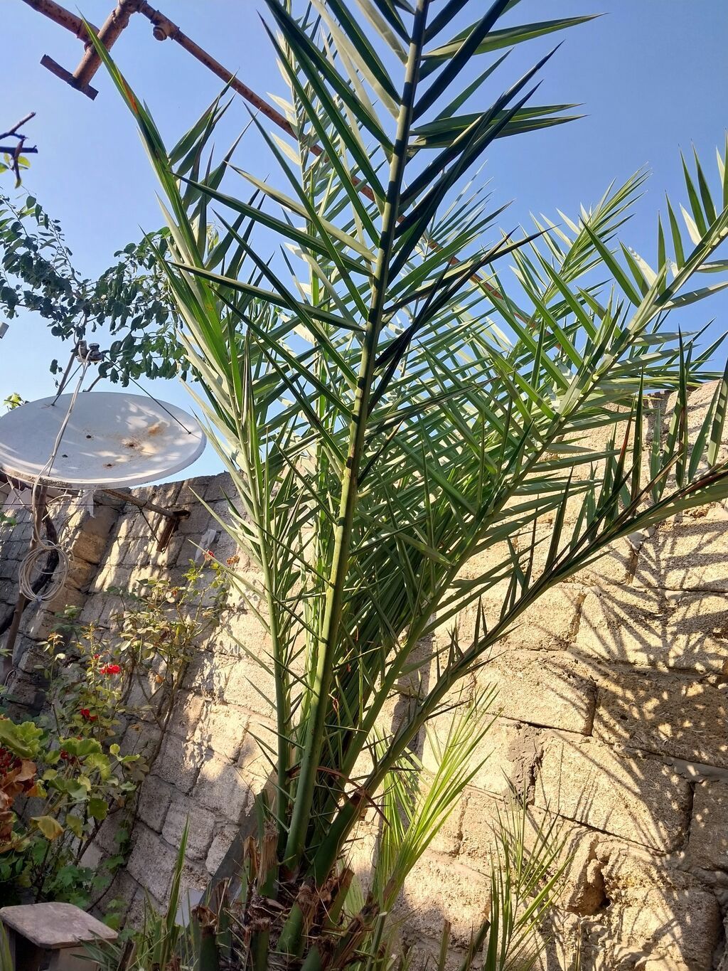 Xurma (xurma xurması, Phoenix dactylifera) – həyət üçün dekorativ — Bitkilər, Digah (3)