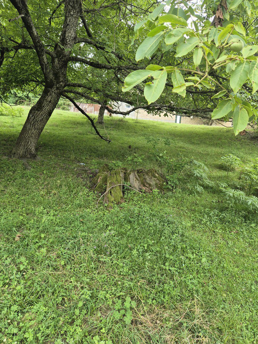 Satılır torpaq 4 sot — Torpaq, Qəbələ (6)
