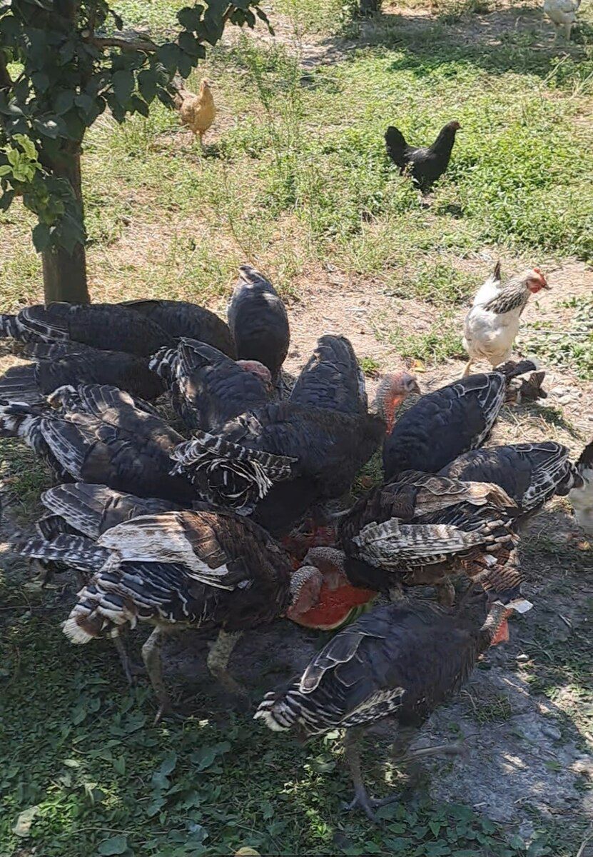 Amerkan bronzo — Quşlar, Göyçay (2)