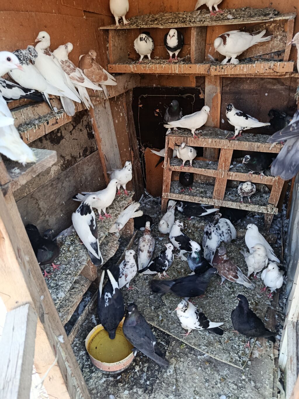 Satlr içdə ucsdu Qusarda var 0708017784 baxa bilmrm — Quşlar, Cəlilabad (2)