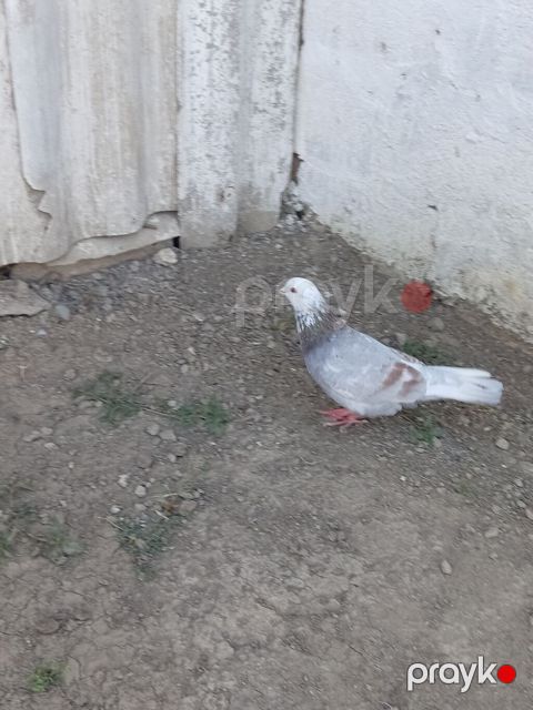 Mor agbas erkeydir tutulma qusdur unvan Neftçala