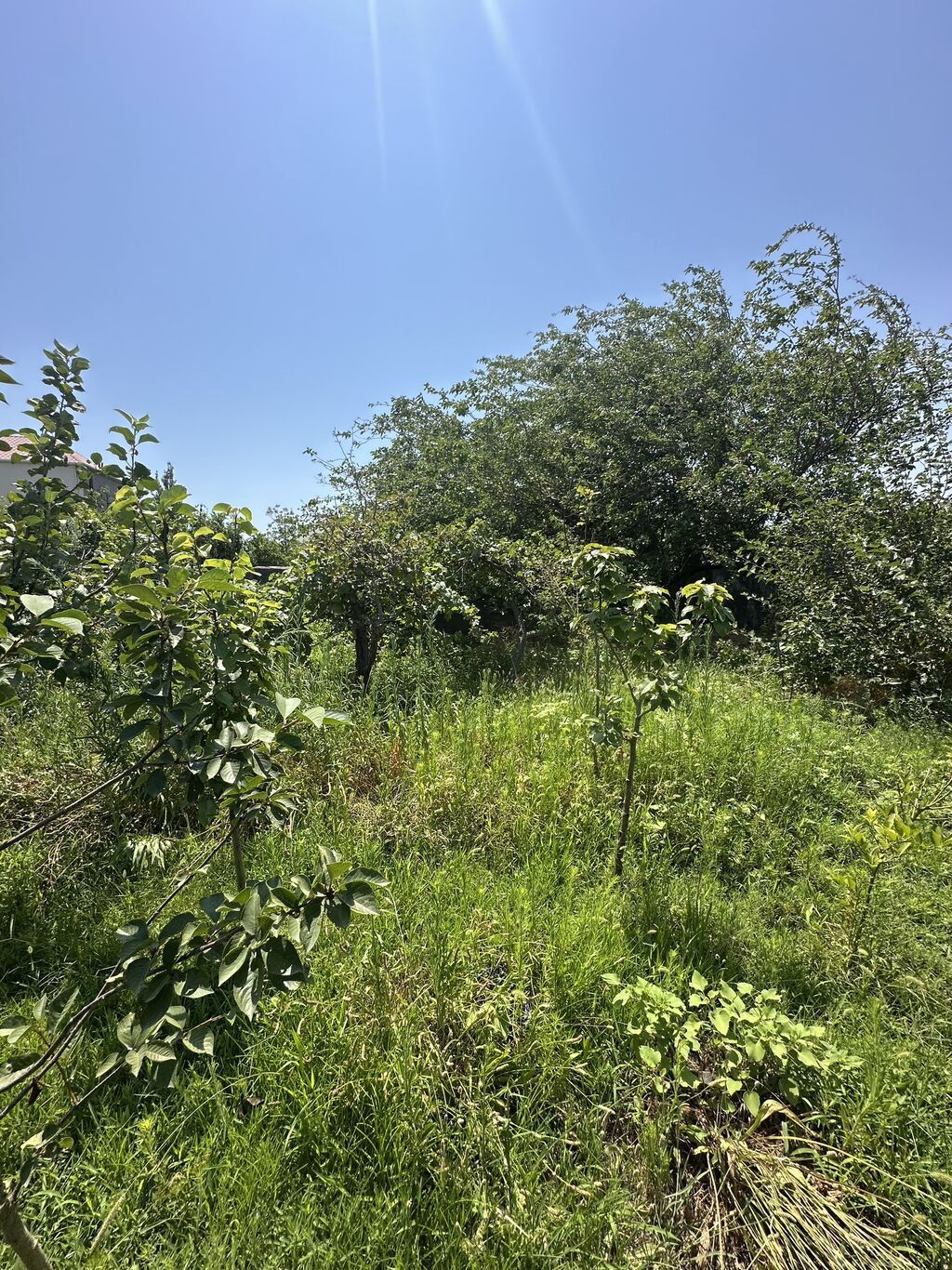 5 sot, Tikinti, Mülkiyyətçi, Kupça (Çıxarış), Texniki pasport — Torpaq, Saray (4)