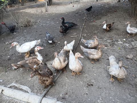 Dişi, | Lal ördək, Damazlıq