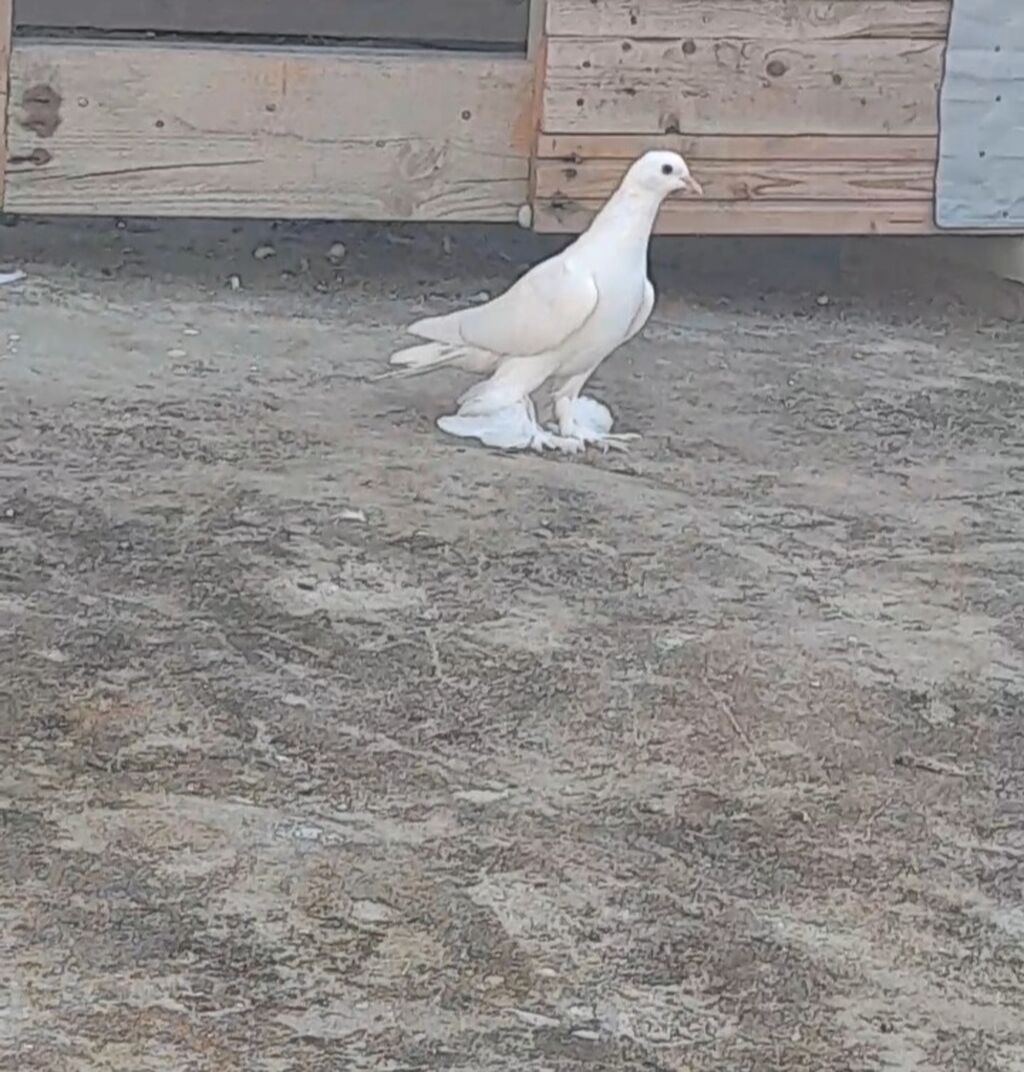 Leleyli tutulmadi orta goy quyrugdu war kimidi oynagdi unvan suraxani — Quşlar, Bakı (3)
