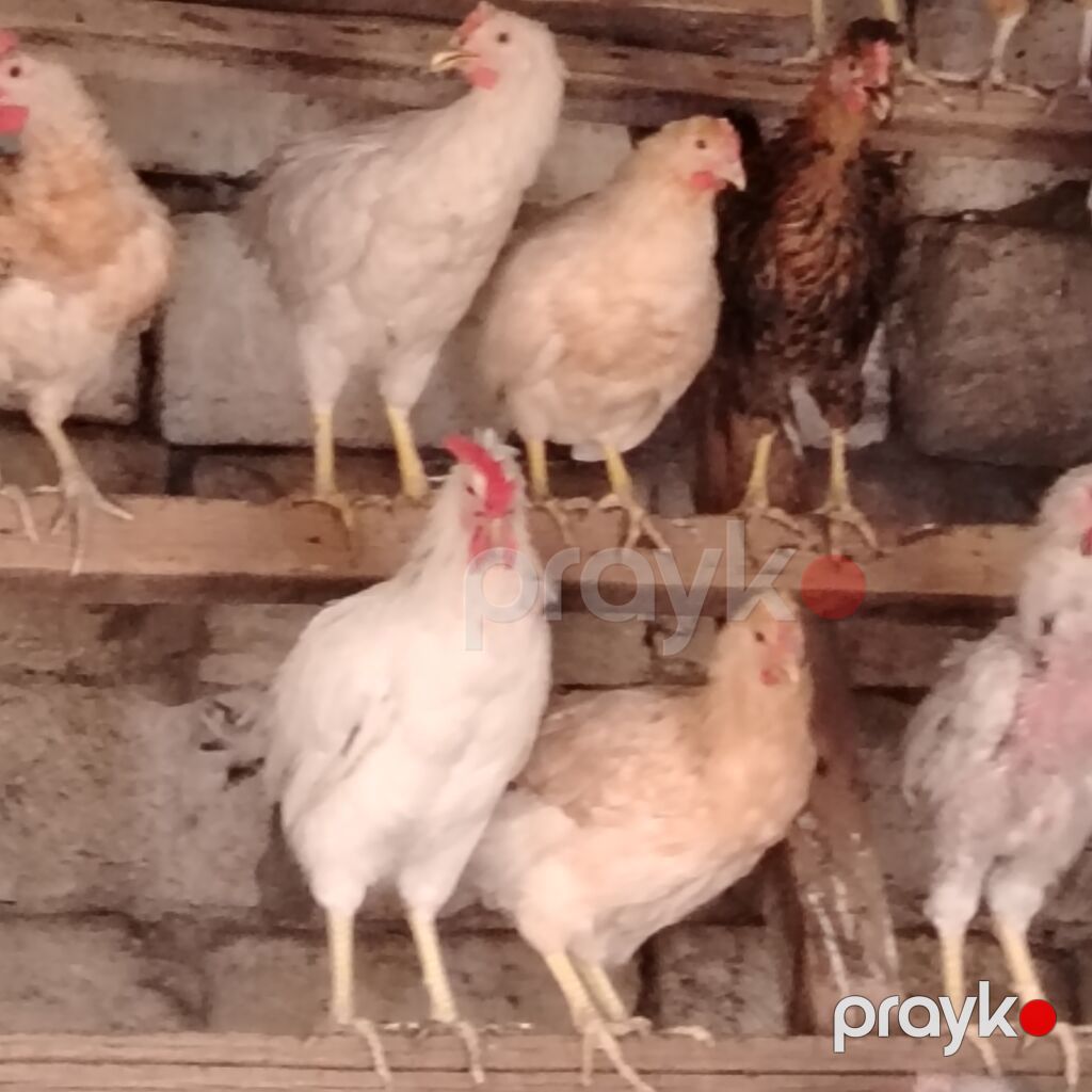 Qarışıq yerli toyuq və xoruz sürüsü - Cinslər: yerli qarışıq (ağ — Heyvanlar, Digah (10)