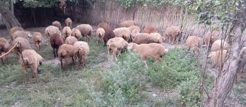 38 baş quzu satilir kom .ünvan Ağsu real aliciya azca endirim ederik