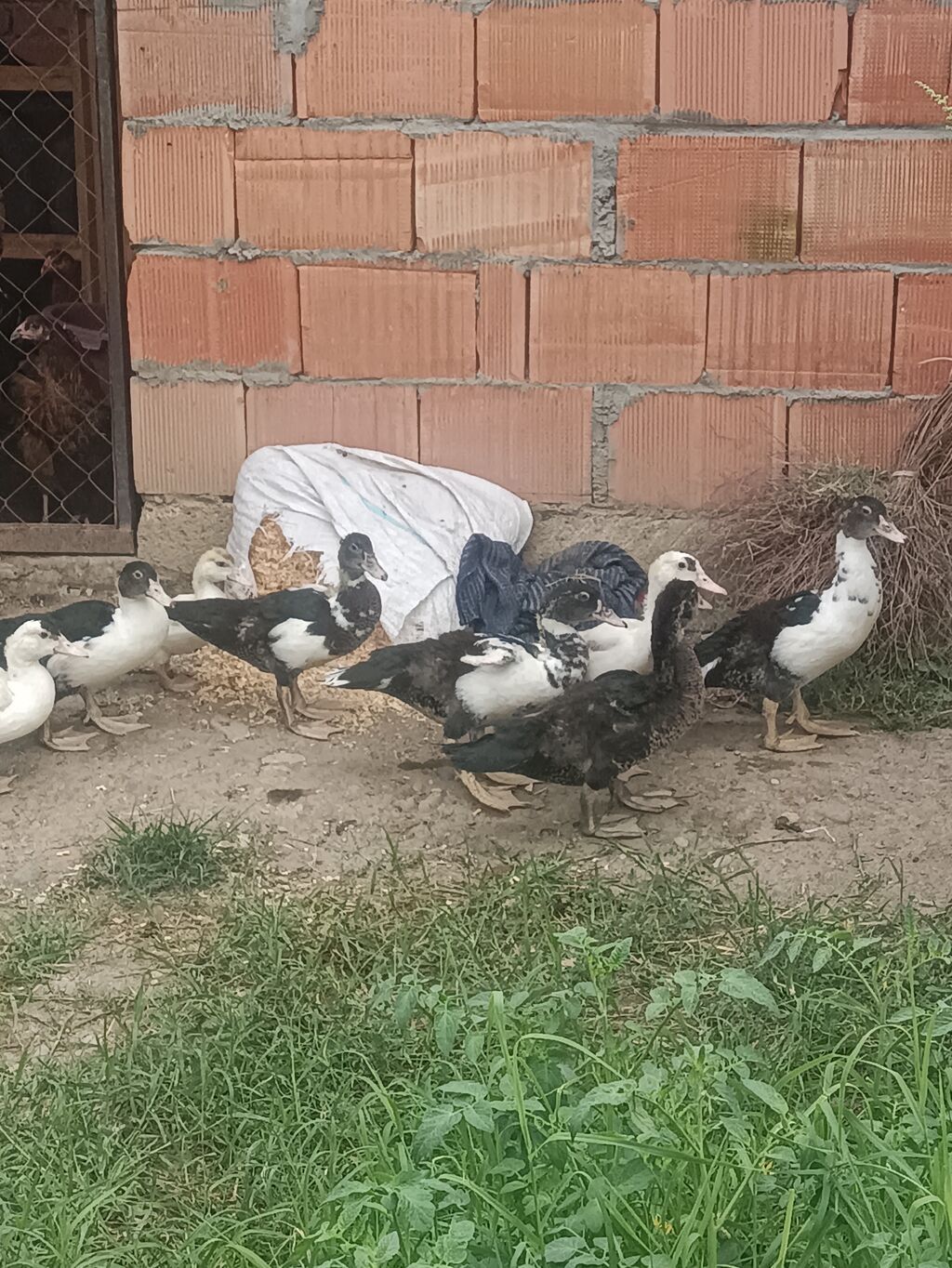 Hamdi birden satilir 12 edetdi icinde ikisi xirdadi lal ördəyi) — Heyvanlar, Gəncə (2)