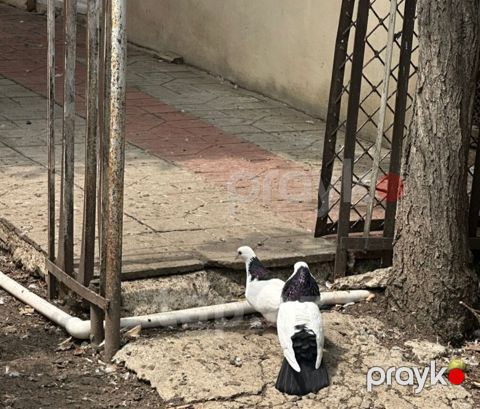 Məhsul: Göyərçinlər – dekorativ və uçuş yönümlü cüt Təsvir: - Rəng