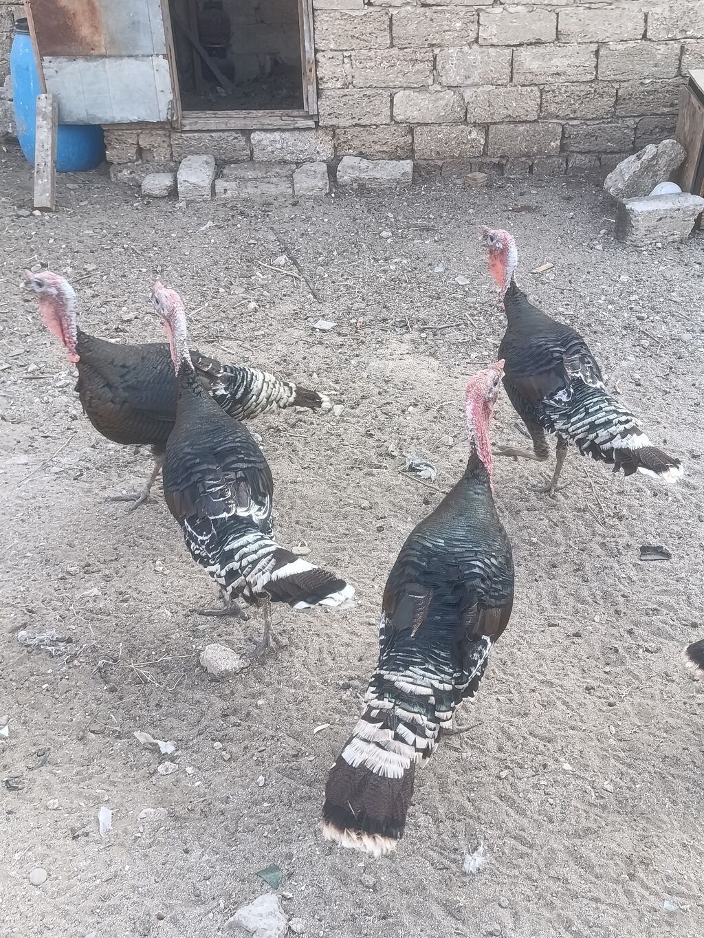 Salam tam sağalm heyvalınları Di Bronza Cinsi peyvəndəlir vurulub 2 — Heyvanlar, Digah (2)