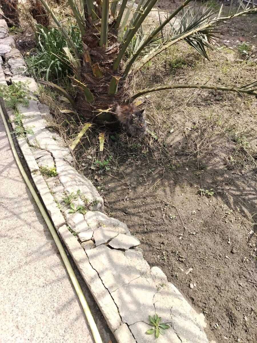 Palma ağacı — Bitkilər, Bakı (2)