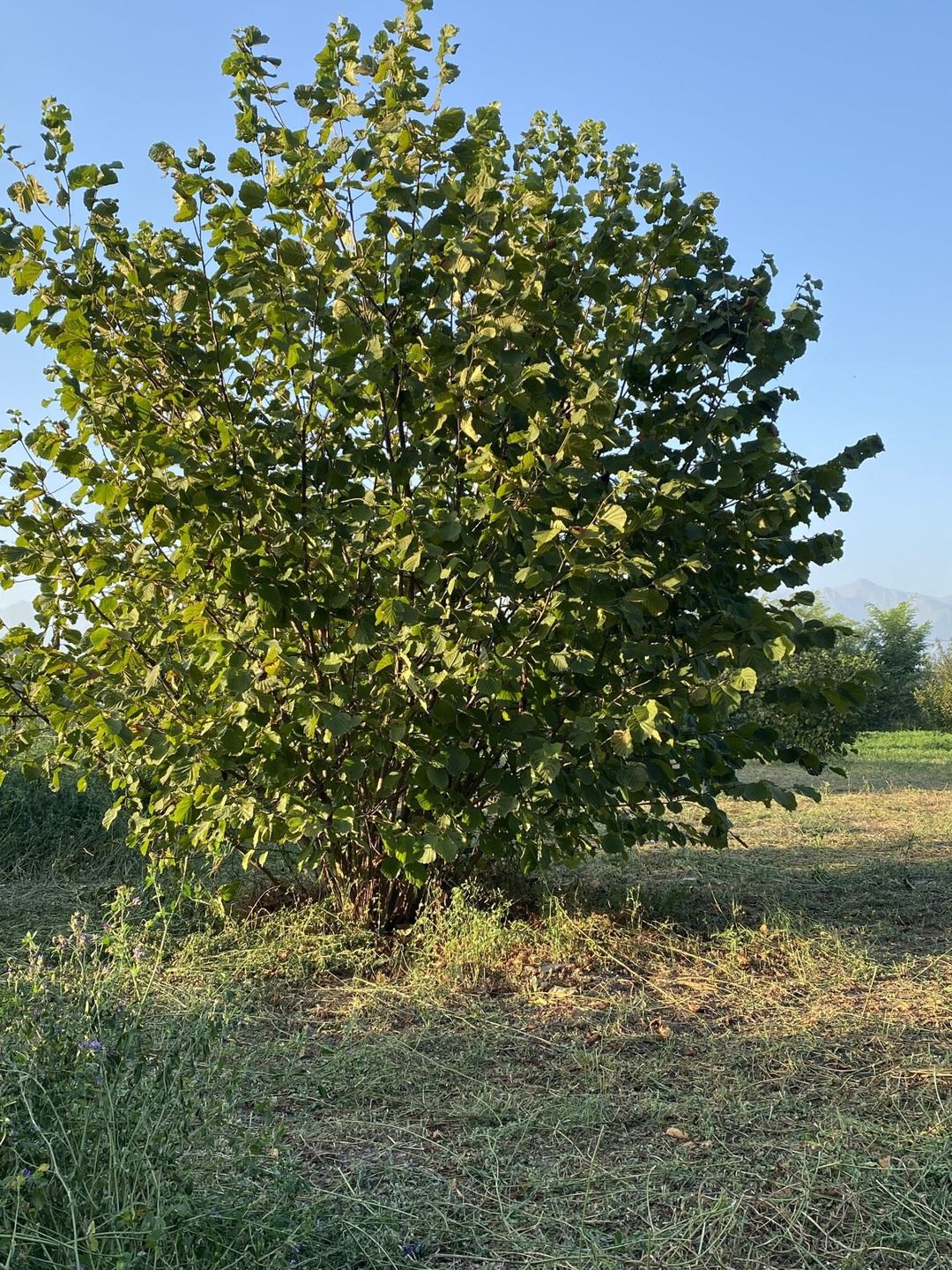 74 sot torpaq sahəsi, Oğuz r. — Torpaq, Oğuz