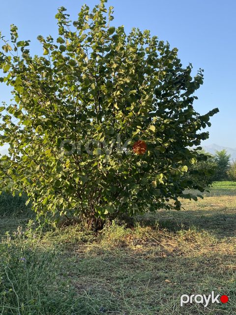 74 sot torpaq sahəsi, Oğuz r.