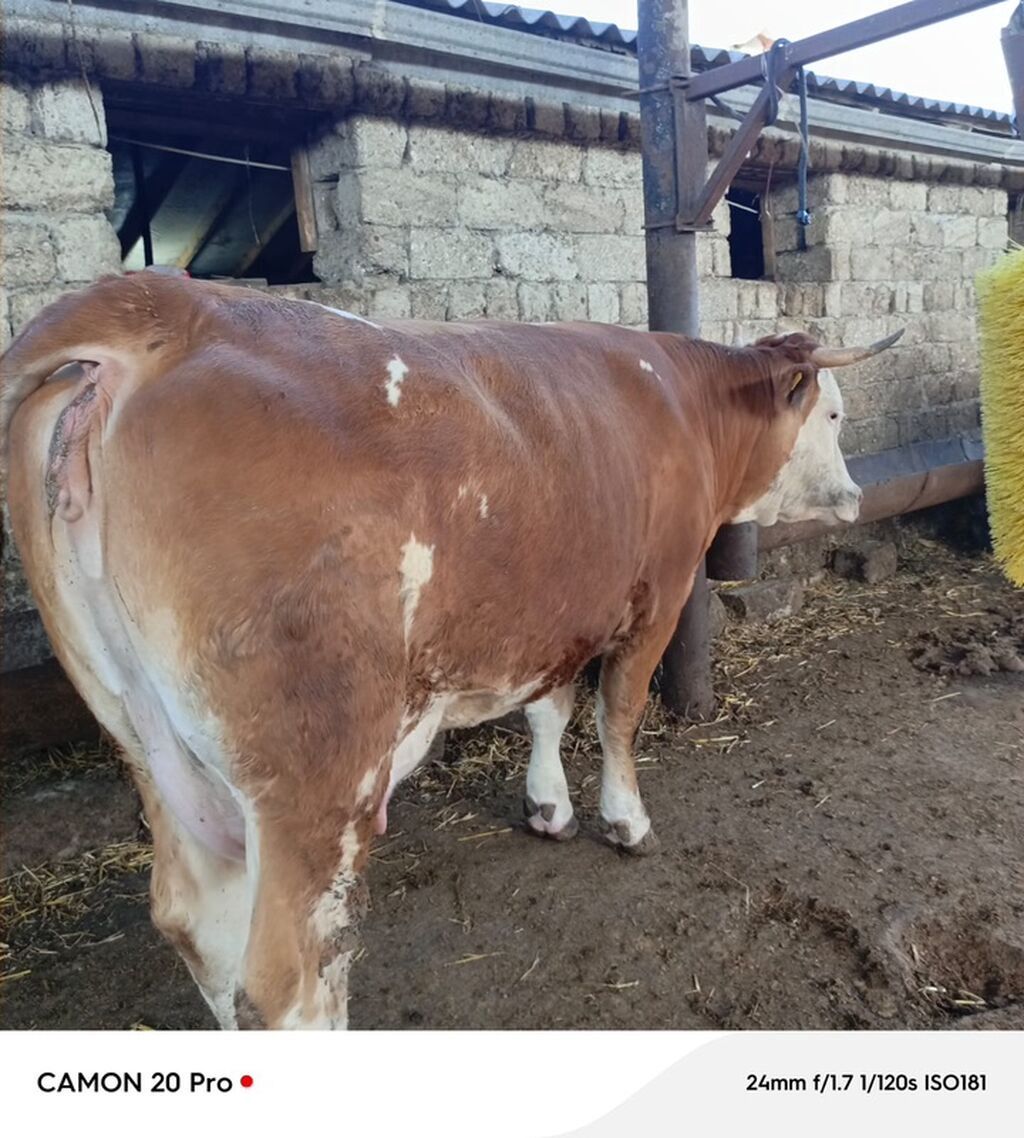 Birinci qarina dogacaq Avstriyadan gelen ineyin balasidi. Temiz