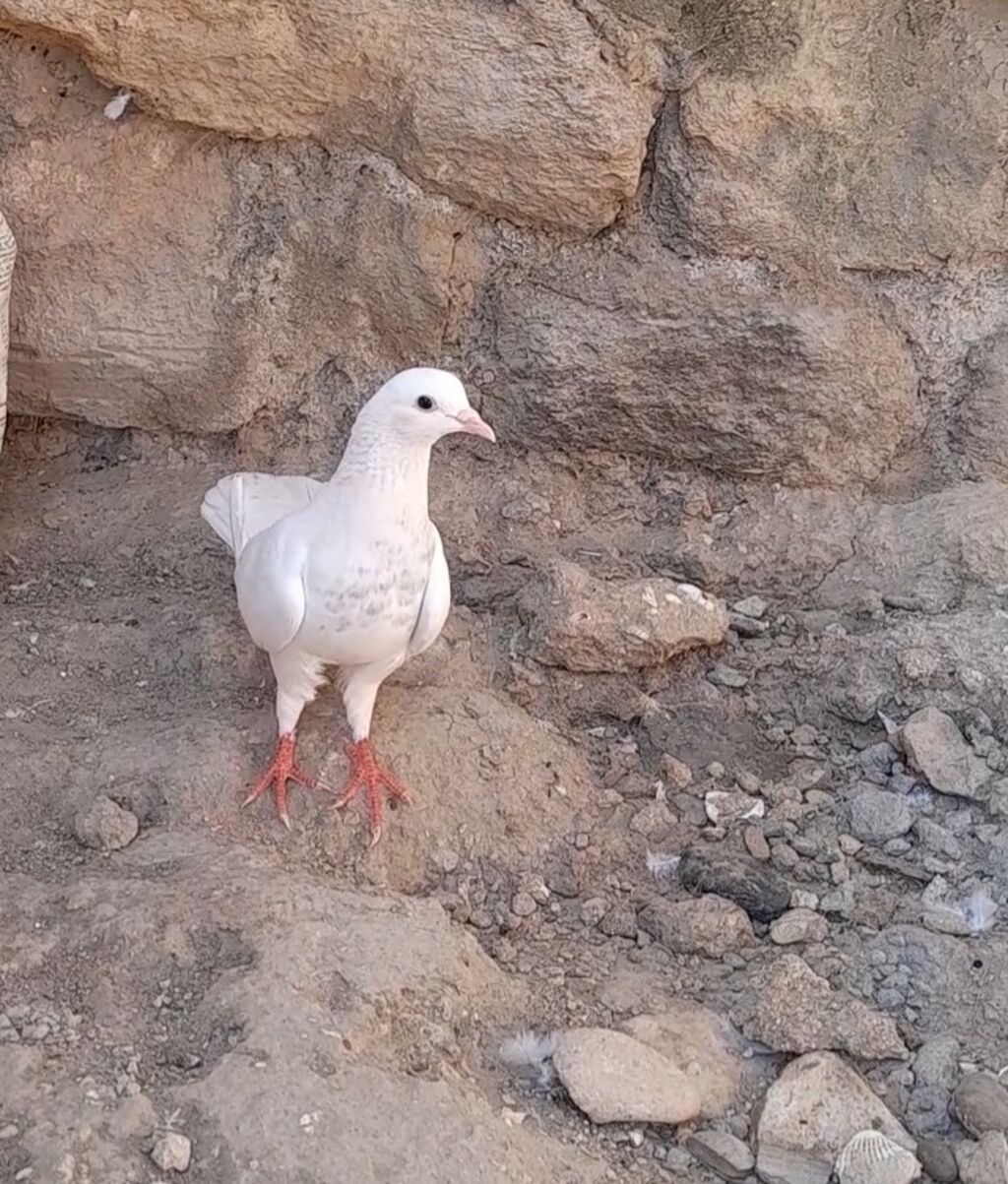 Dunen tutulub erkey qiymet sondu — Quşlar, Bakı (5)