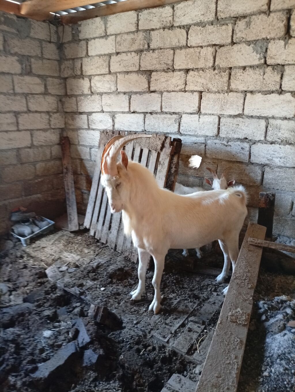Saf Macar Sanen təkəsi, yarım aylıq — Kənd təsərrüfatı heyvanları, Pirəkəşkül
