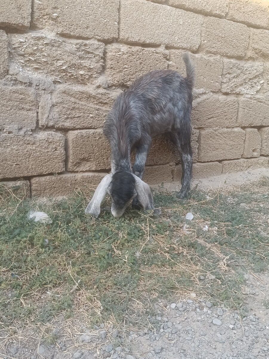 Hələb keçisi — Heyvanlar, Bakı (3)