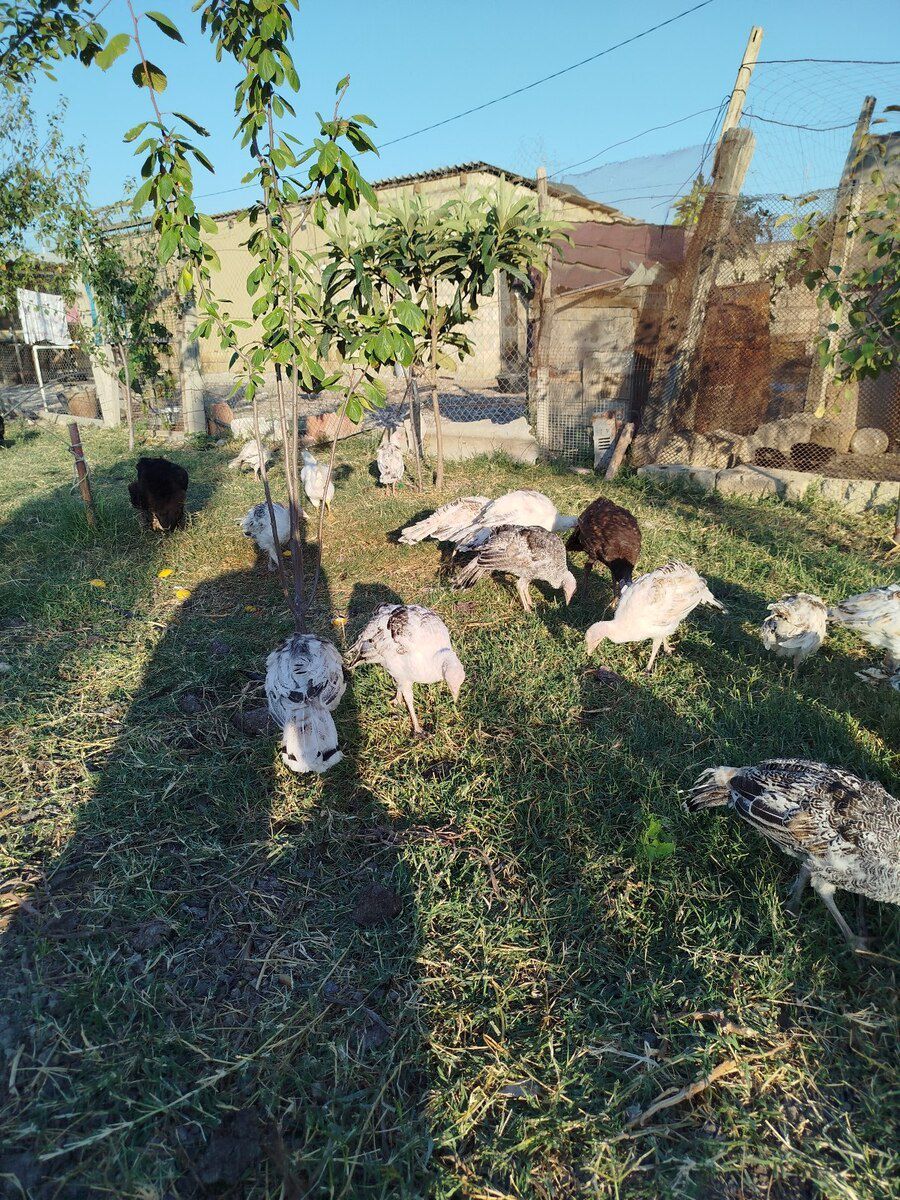 Hinduşkalar — Quşlar, Şabran (5)
