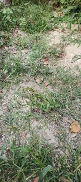 Peşəkar sahə təmizləmə və alaq otlarının məhv edilməsi xidməti - — Landsaft və Bağçılıq İşləri