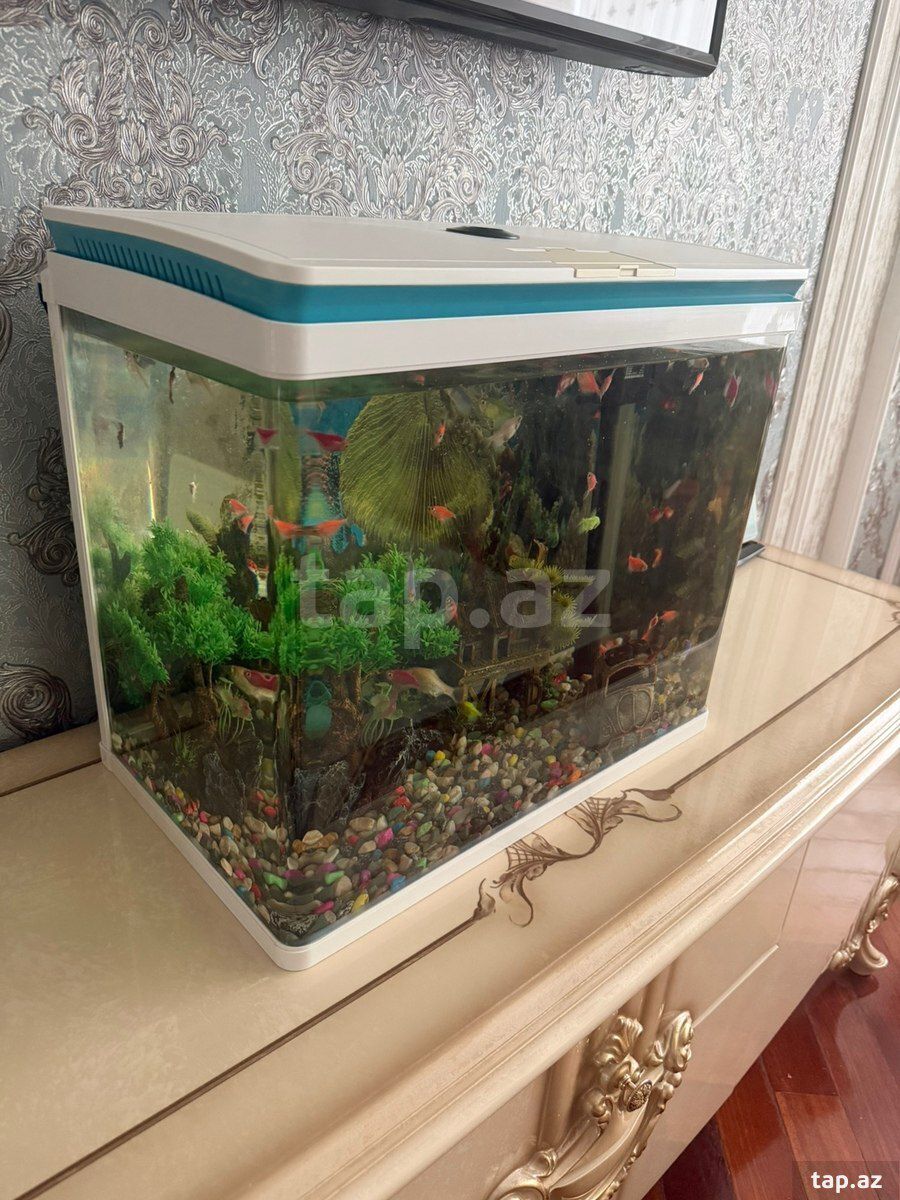 Akvarium — Akvariumlar və balıqlar, Bakı (6)