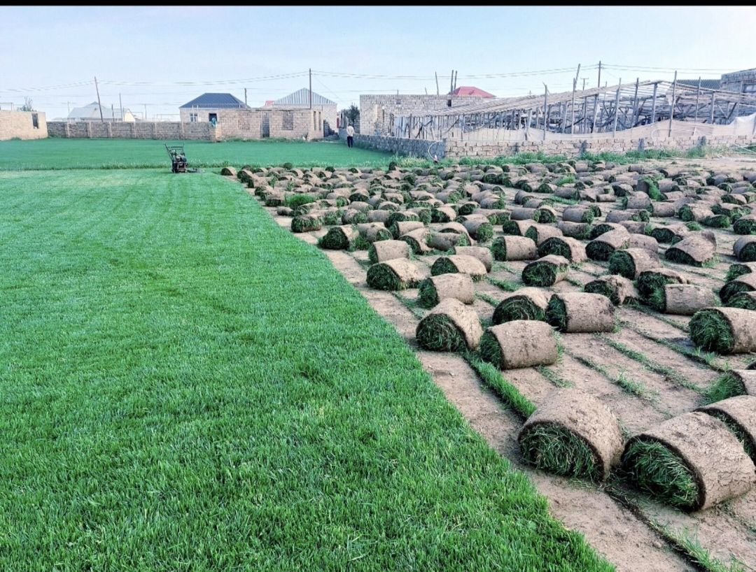 Qazon — Bitkilər, Bakı (6)