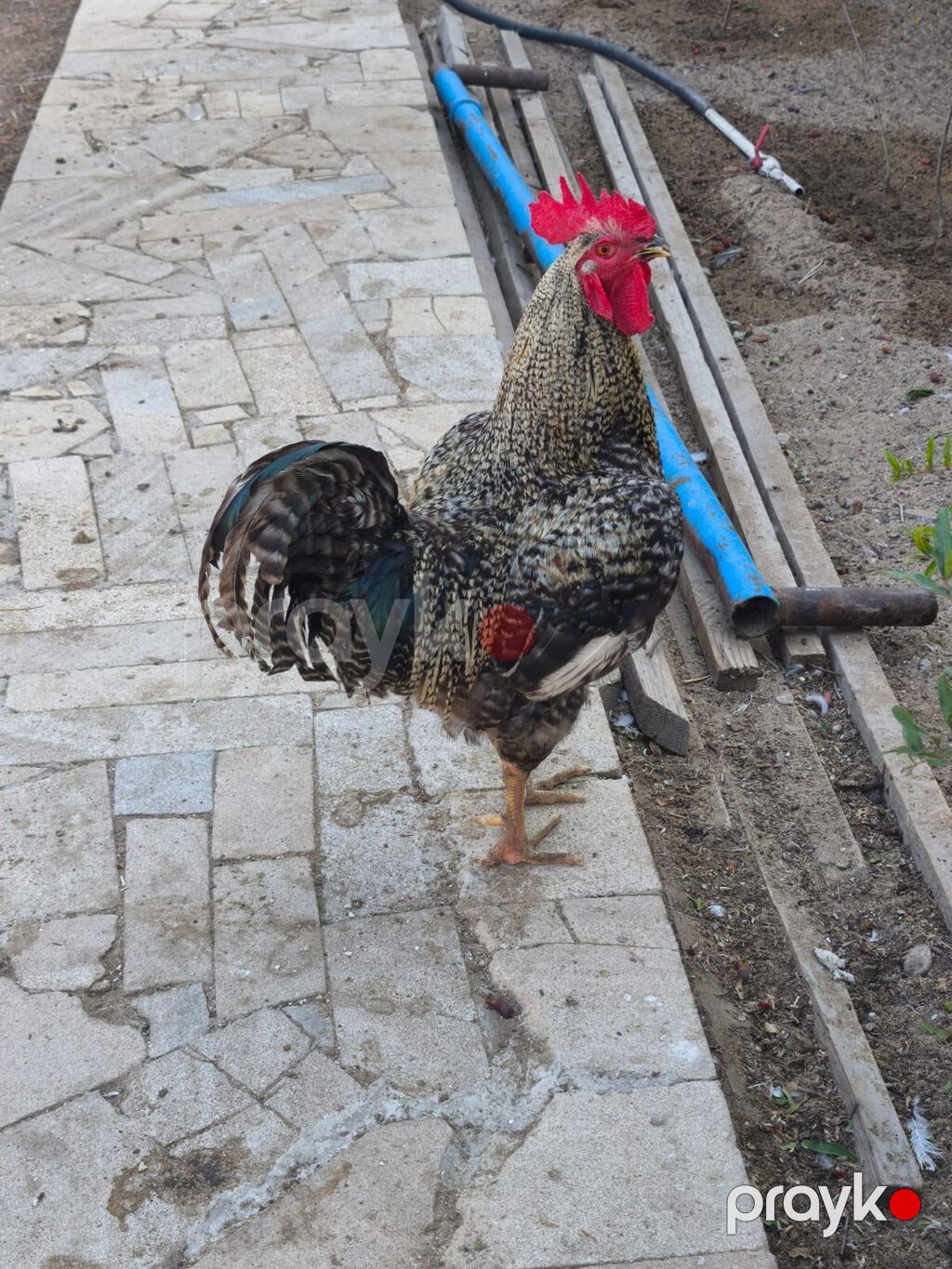 Salam Aleykum şəkildə Xarkov xoruzudur yekə heyvanıdı super xoruzdu — Heyvanlar, Digah (2)