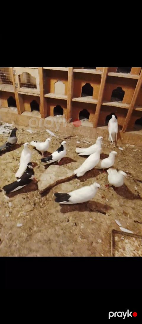 Təmiz sağlam heyvanlardi əsl damazlıq vatçap aktivdir
