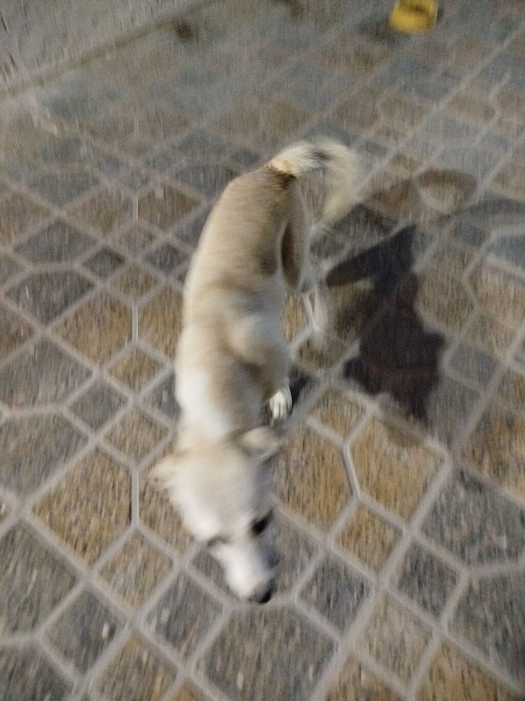 Dişi
