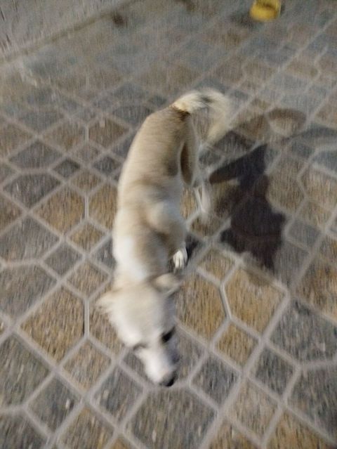 Dişi