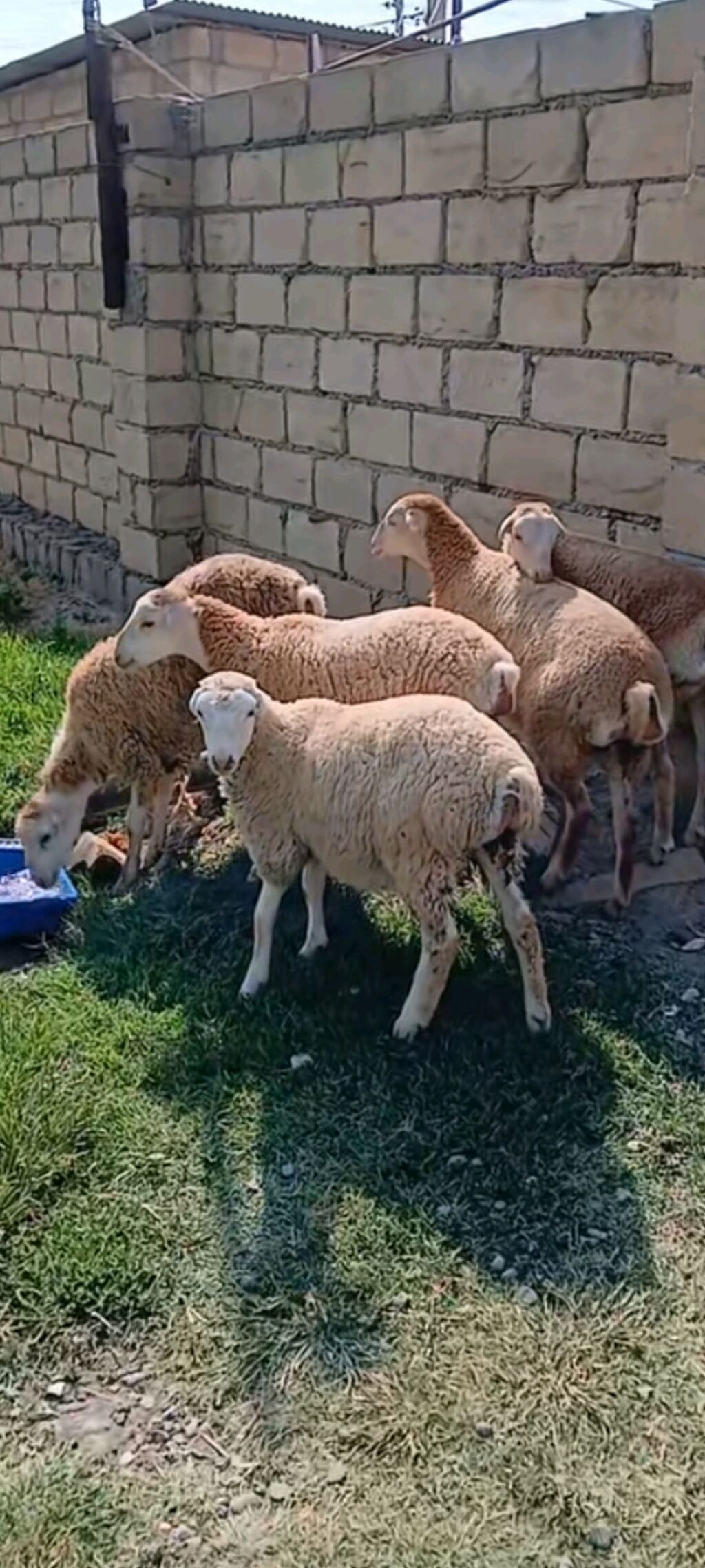 Təçili satılır 2 aylıq qızlardır erkey 2 erkey 4 dişidi — Heyvanlar, Bakı