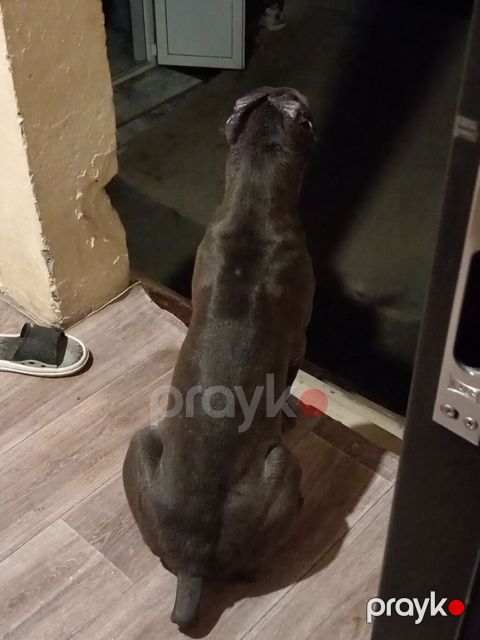 Kane-Korso, 4 ay, Erkək