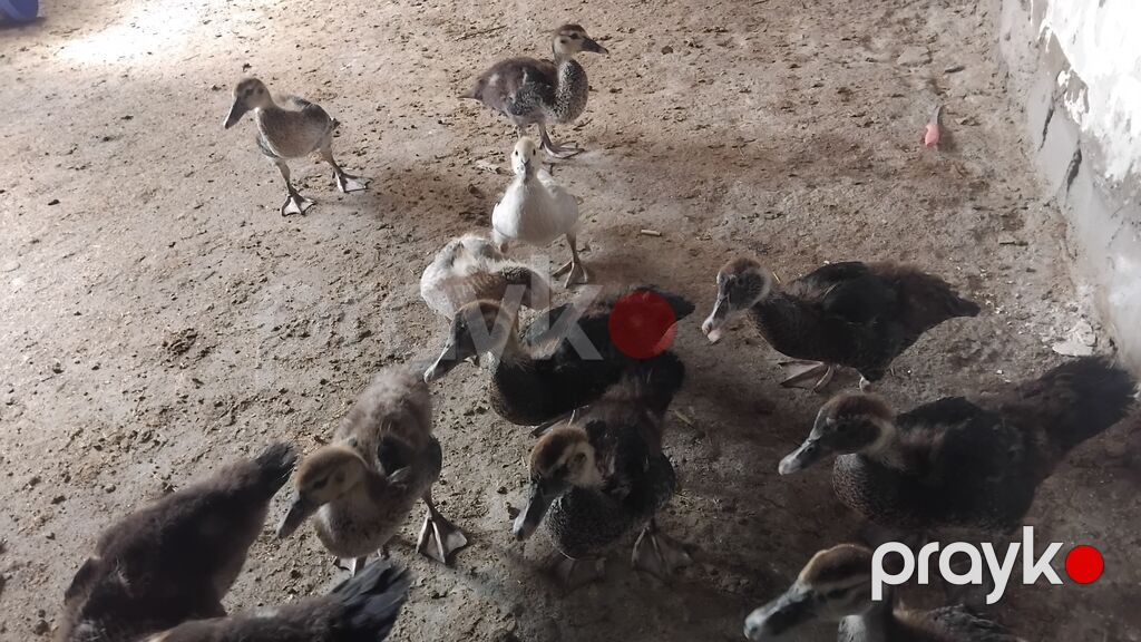 50gunluk balalardi 10denesi zumurdu macarda lavandada var icnde tek — Heyvanlar, Digah (5)