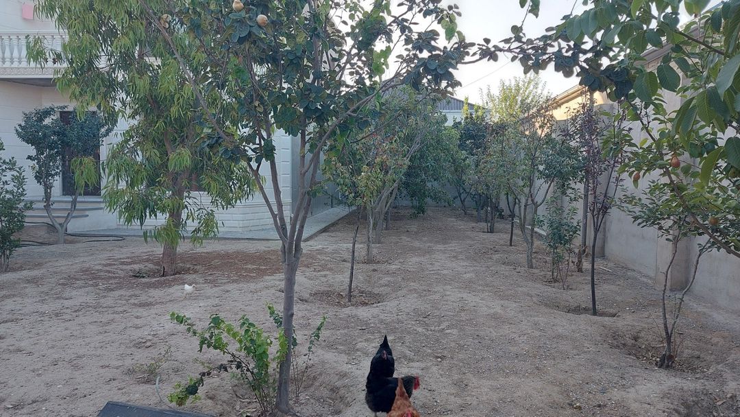 Satılır 6 otaqlı həyət evi/bağ evi 240 m² — Ev, villa, Bakı (12)