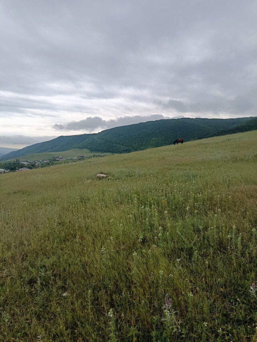 300 sot torpaq sahəsi, Şamaxı r. — Torpaq, Şamaxı (3)