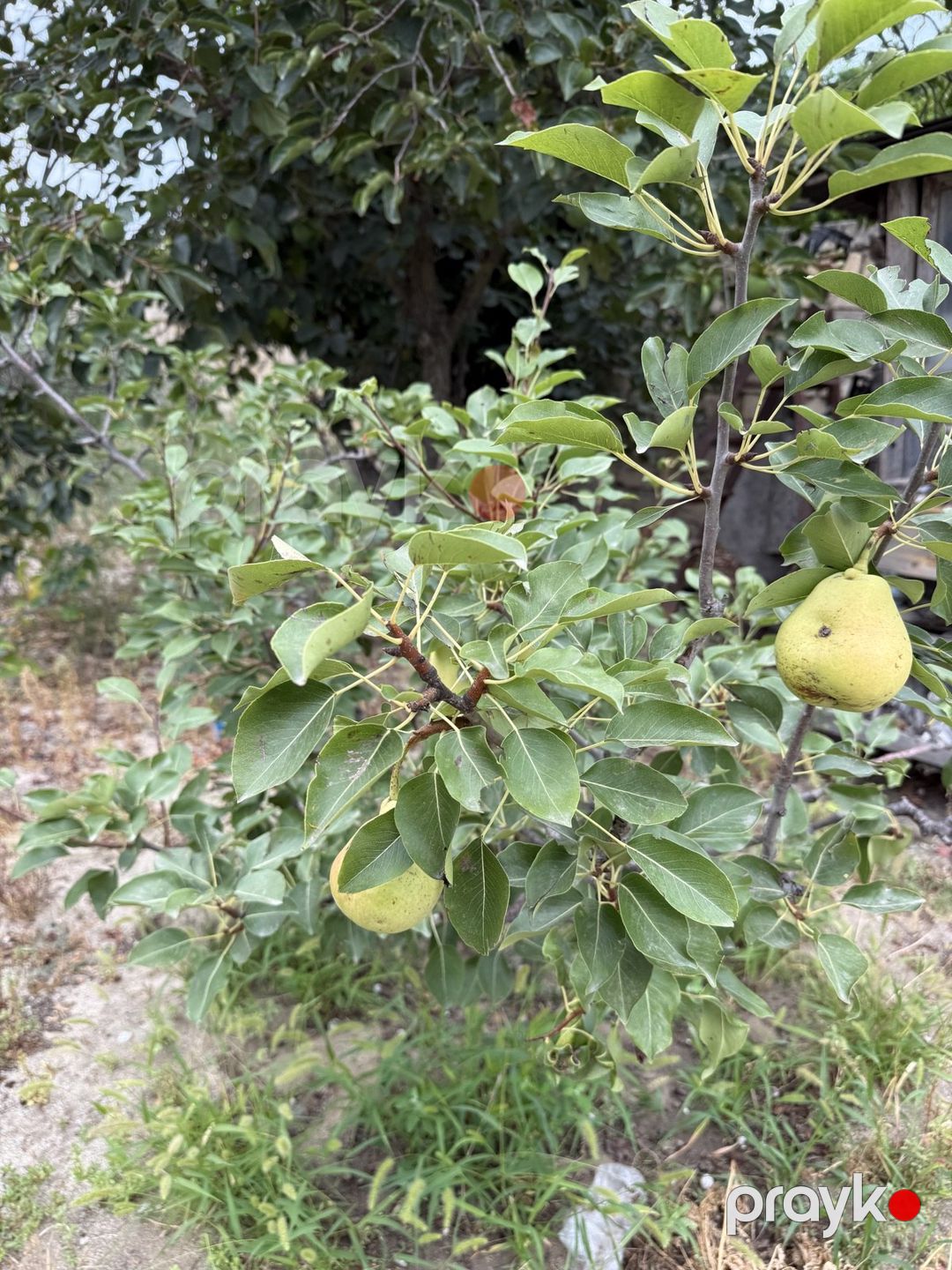 5.5 sot torpaq sahəsi, Fatmayı qəs. — Torpaq, Bakı (3)