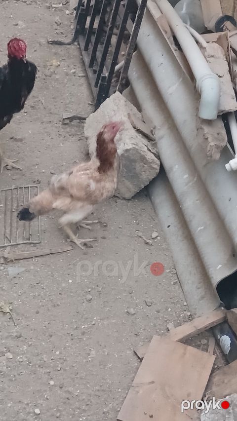 Toyuq cücələri, Damazlıq