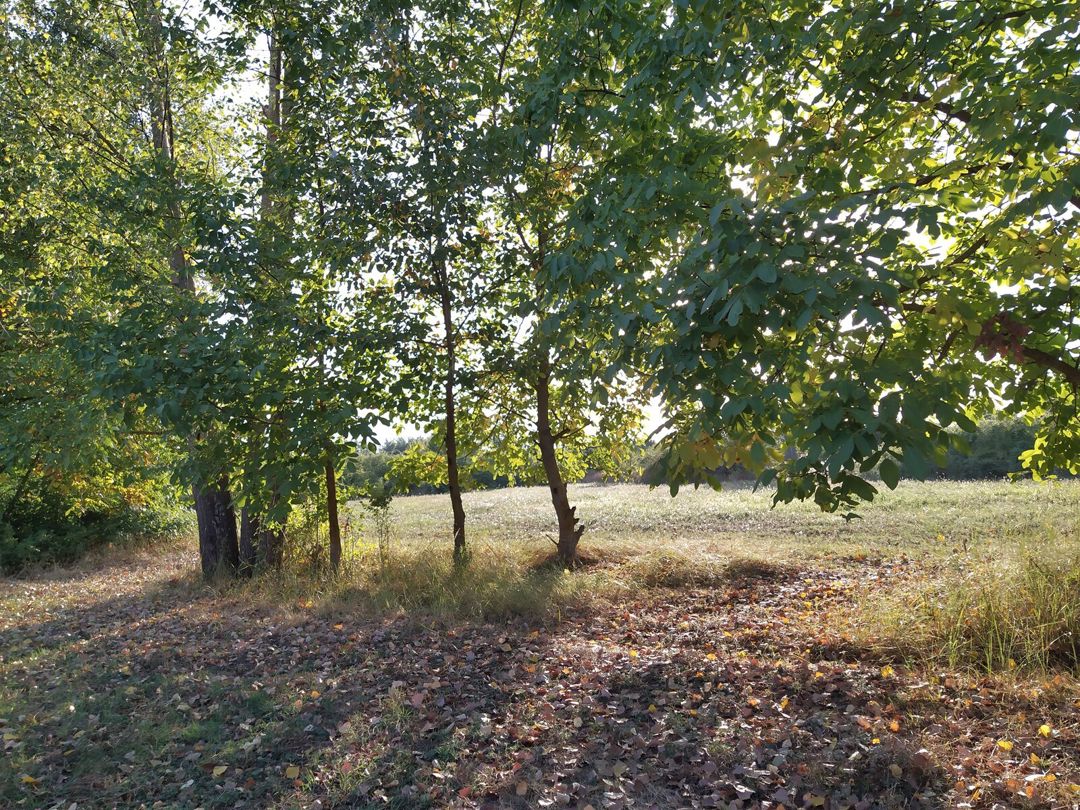 Satılır torpaq 28 sot — Torpaq, Qəbələ (4)