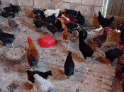 Kənd çolpaları — Quşlar, Sumqayıt (4)