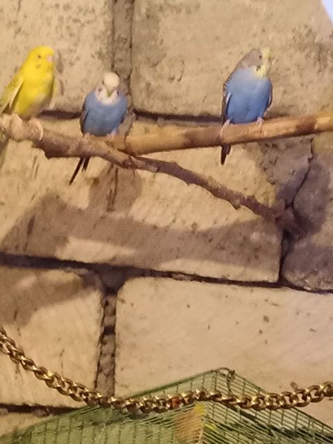 Barter var nerazlucikle yada karela 13 qusdu 13×13=170 bele tek tekde
