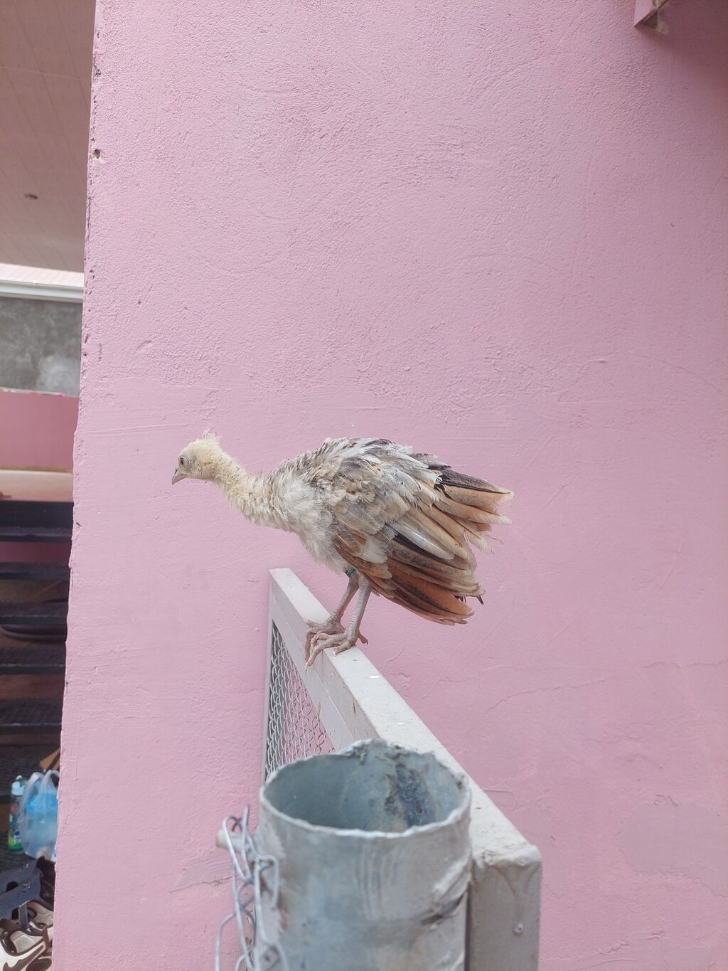Salam tovuzquşu balalari satilir. 1 ededi 40 manata — Quşlar, Mingəçevir (6)