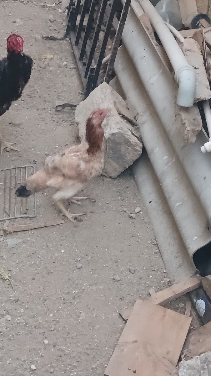 Fərə — Quşlar, Bakı (2)