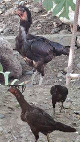 Heyratı toyuq satılır hər iksidə yumurtayır 1-ədədi 65-manat çatırılma — Chickens and roosters