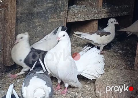 Sağlam pavlinlerdi bala veren quslardi ikiside mayadi ikisi bir yerde — Xızı