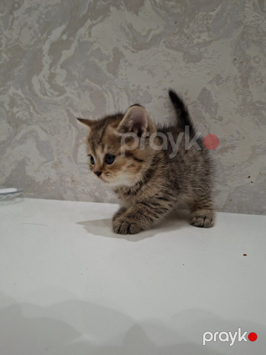 Qızılı şinşila pişik balası — Pişiklər, Bakı (2)