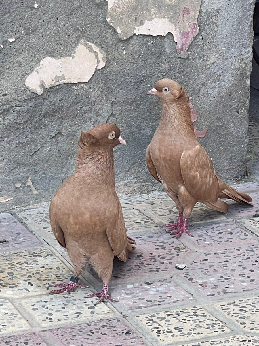 Göyərçinlər — Quşlar, Xırdalan (3)