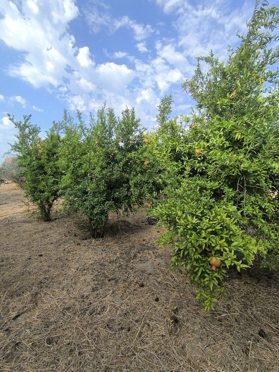 Satılır torpaq 2 sot — Torpaq, Bakı (3)