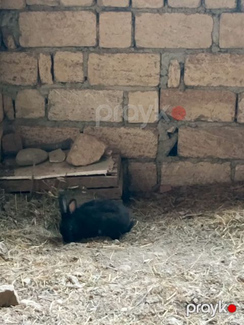 3 Qara dovşan 50 m - Növ: Yerli ev dovşanı - Rəng: Tam qara - — Qusar