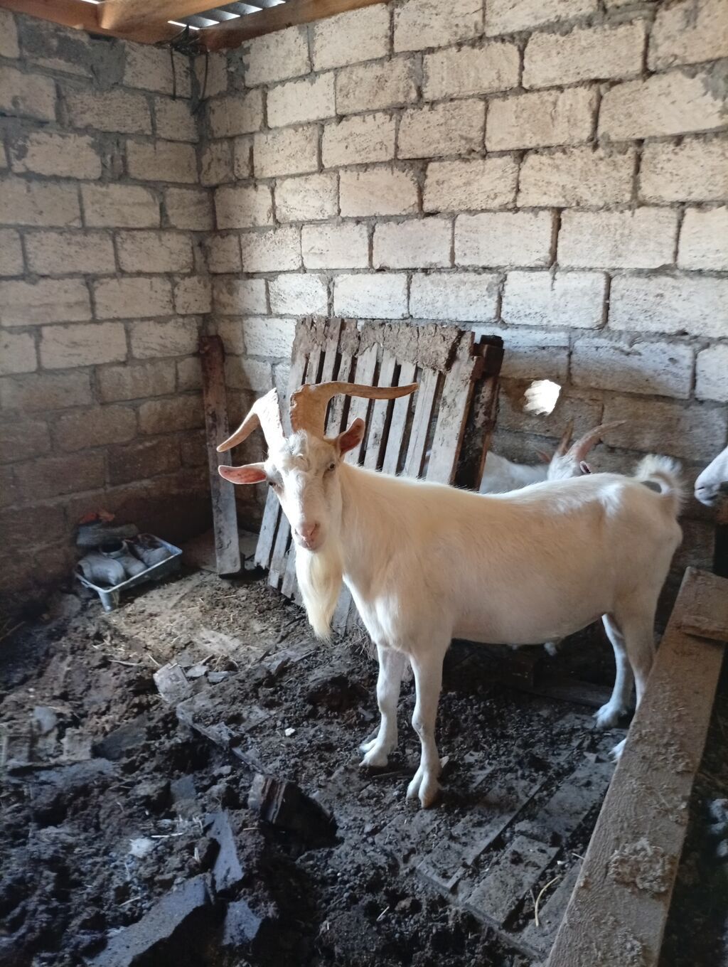 Saf qanlı Macar cinsli teke satılır — 6 aylıq